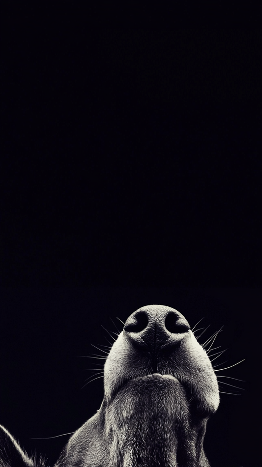 Pawsitive Vibes Wallpaper