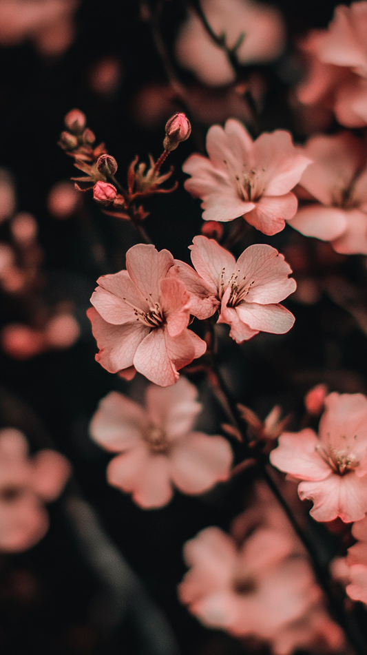 Delicate Beauty Wallpaper